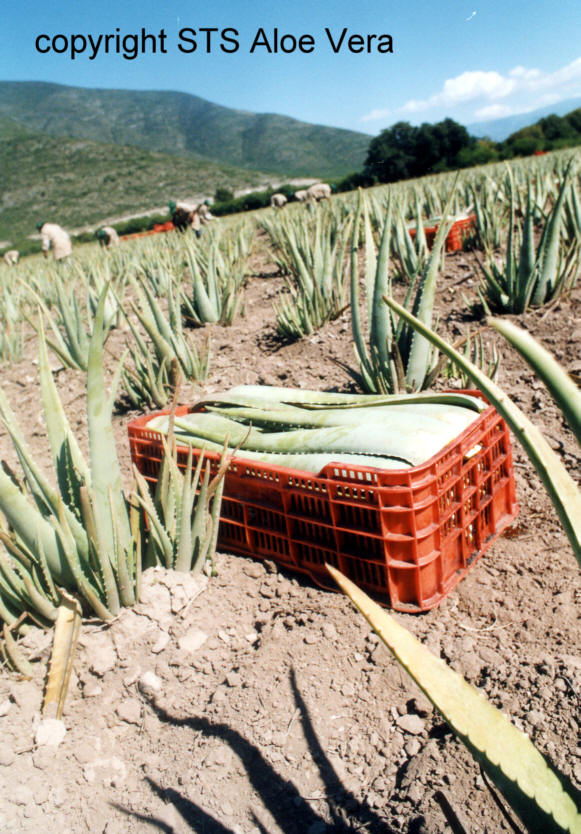 aloevera puur echte aloevera. aloë gel. Bio teelt voor Ecolife. zuivere gel uit grote volwassen aloe bladeren. Met de hand verwerkt.