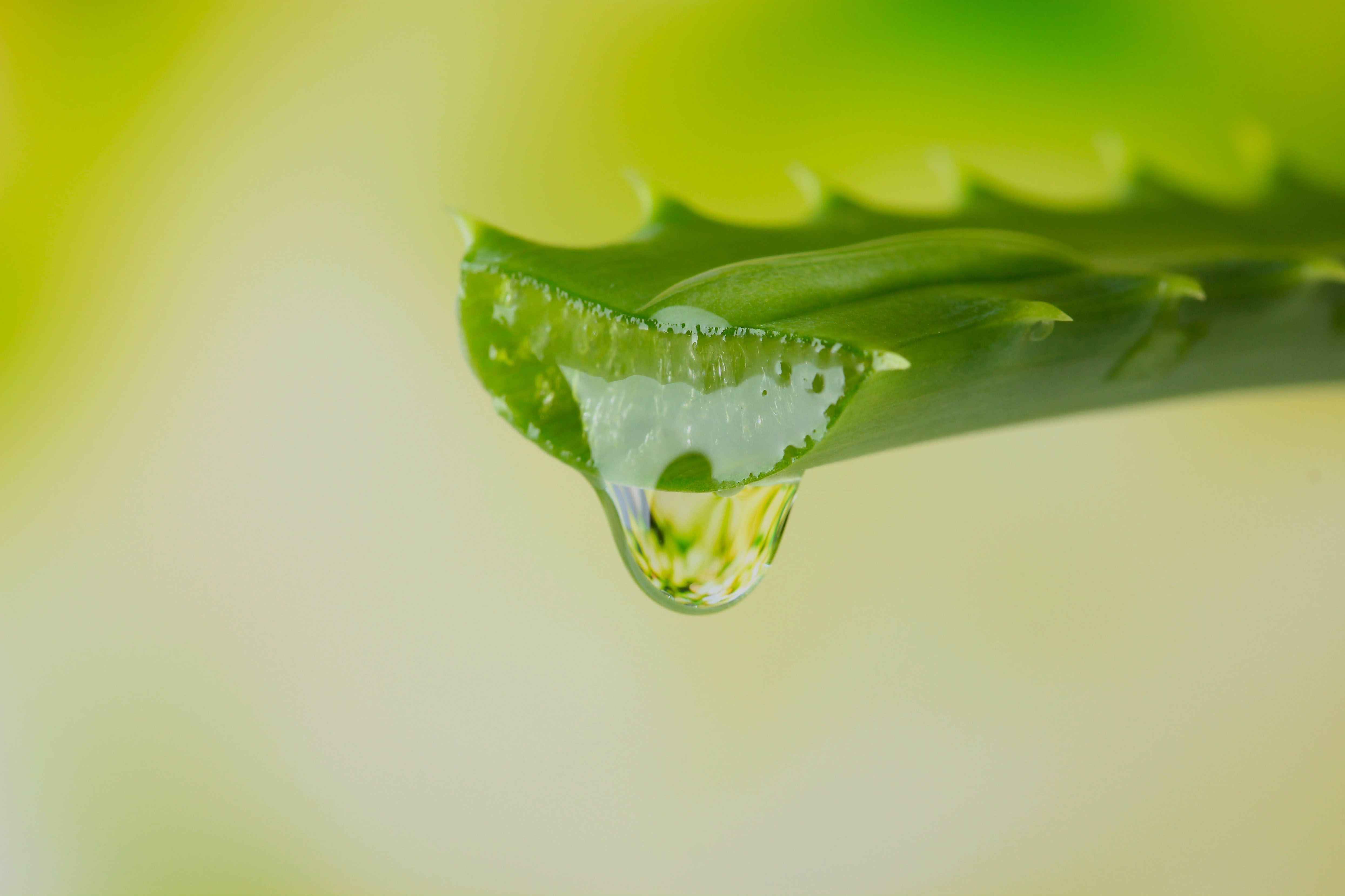 PURE ALOE VERA GEL