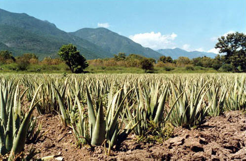 ecolife aloe vera velden